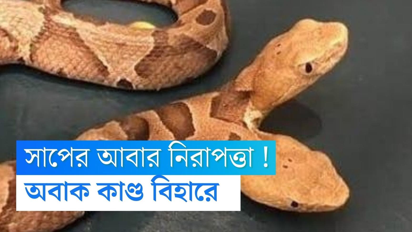 Bihar Viral News : সাপেরও আবার আদালতের নিরাপত্তা ! অবাক কাণ্ড বিহারে