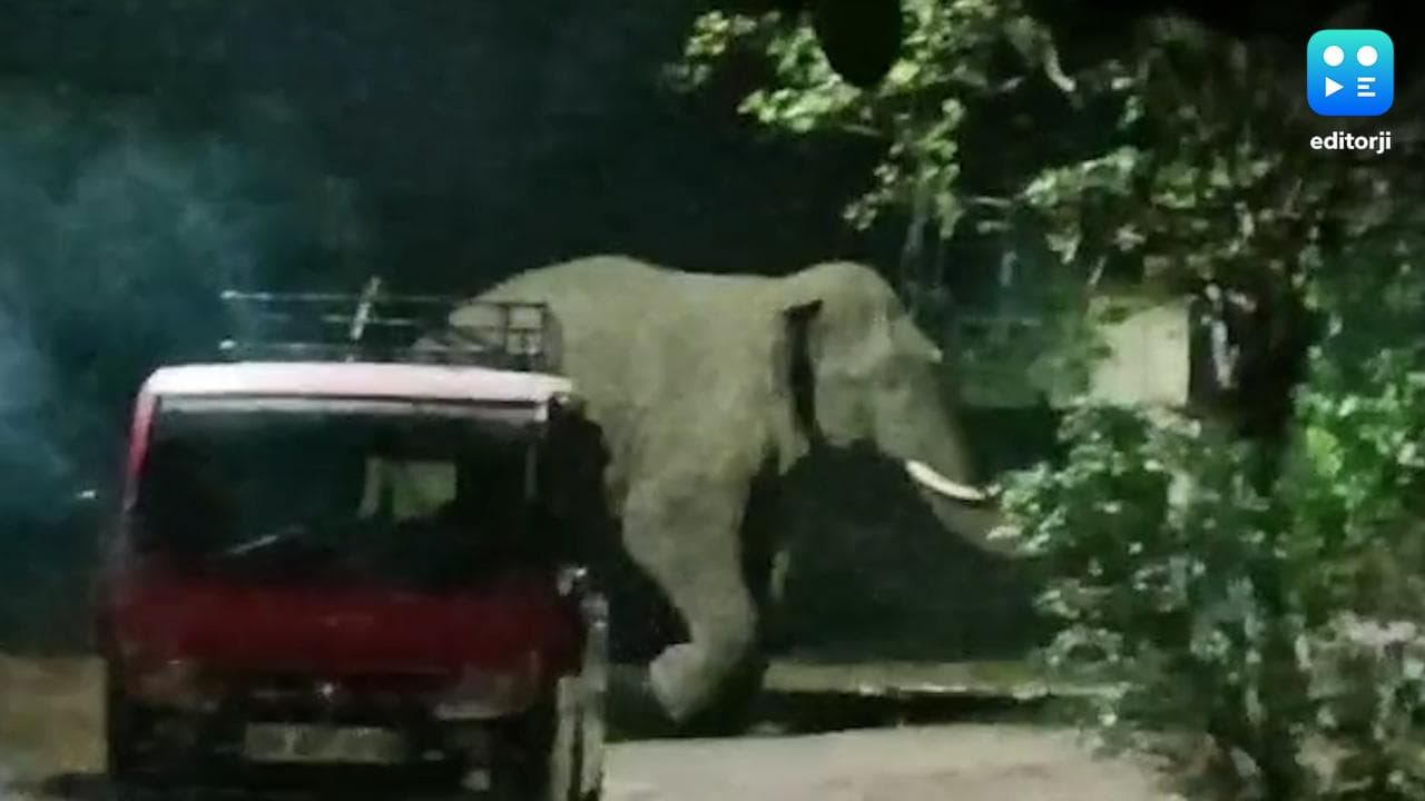 Durgapur News : দুর্গাপুরের আমবাগানে দাঁতাল হাতির তাণ্ডব, আতঙ্কে স্থানীয় বাসিন্দারা