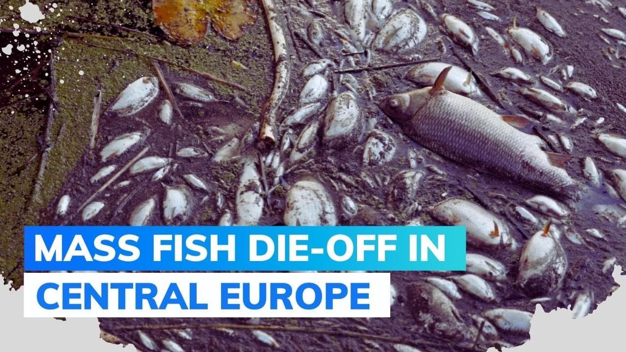 Mystery shrouds death of thousands of fish in Oder River