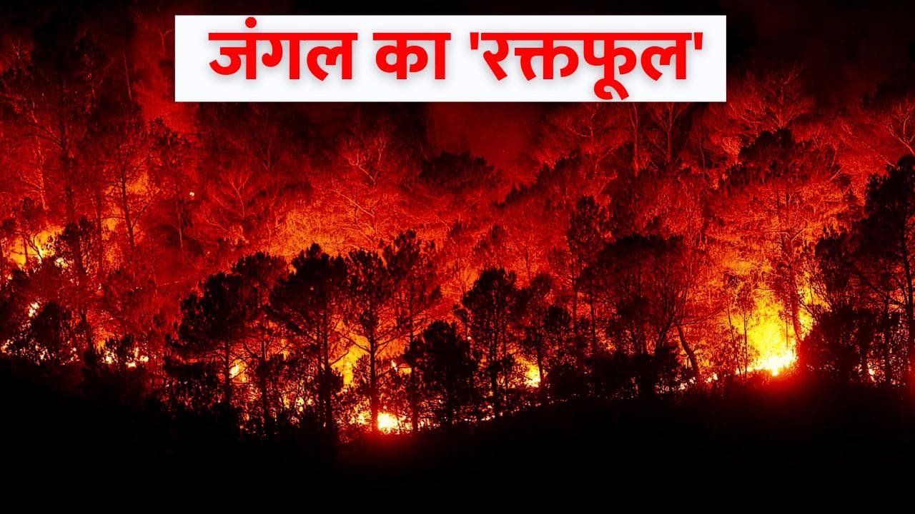 Forest Fire in India: क्यों भयानक होती जा रही हैं जंगलों की आग? जानें 'रक्तफूल' का सच्चा किस्सा! 