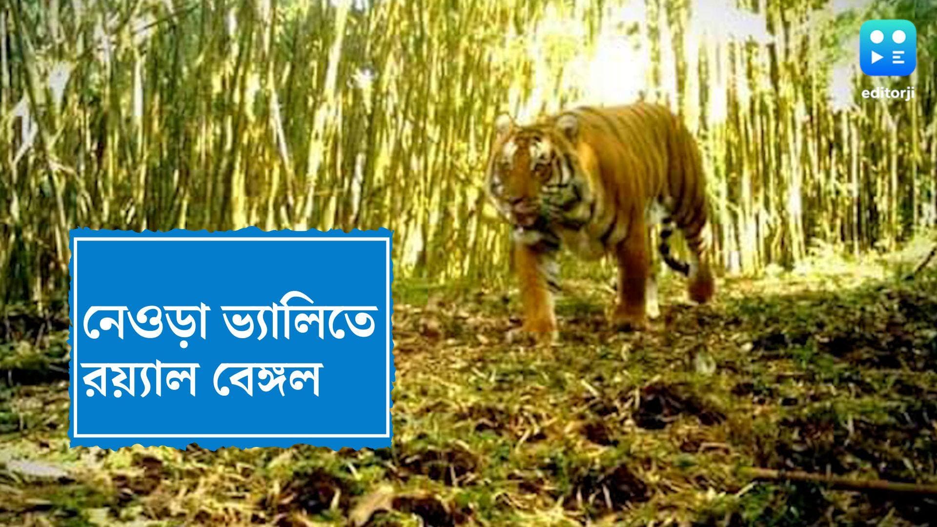 Royal Bengal Tiger in Neora valley: নেওড়া ভ্যালির জঙ্গলে ঘুরছে রয়্যাল বেঙ্গল, ক্যামেরায় ধরা পড়ল ছবি