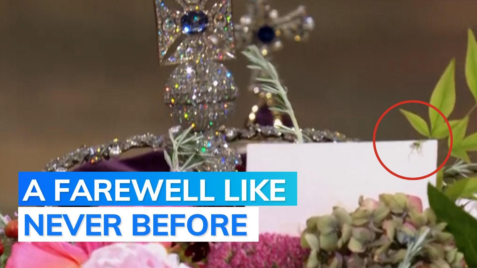 Video: little spider spotted on Queen's coffin goes viral