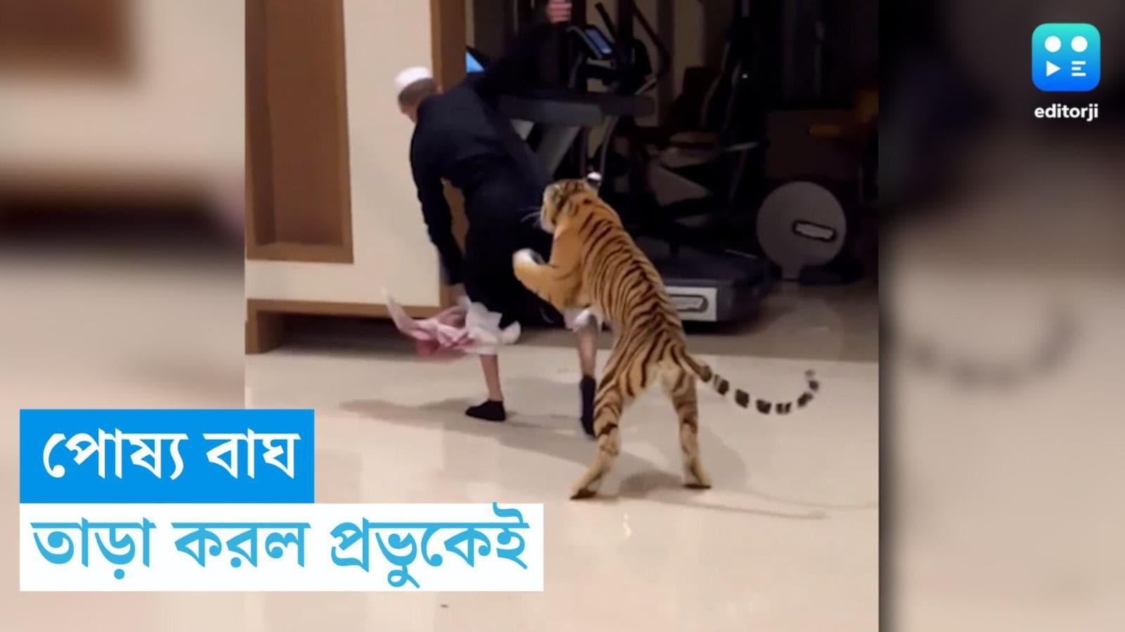 Pet Tiger Viral Video:  শখ করে বাঘ পুষে ছিলেন, পোষ্যের থাবায় প্রাণ যাওয়ার জোগাড়, ভাইরাল ভিডিয়ো 