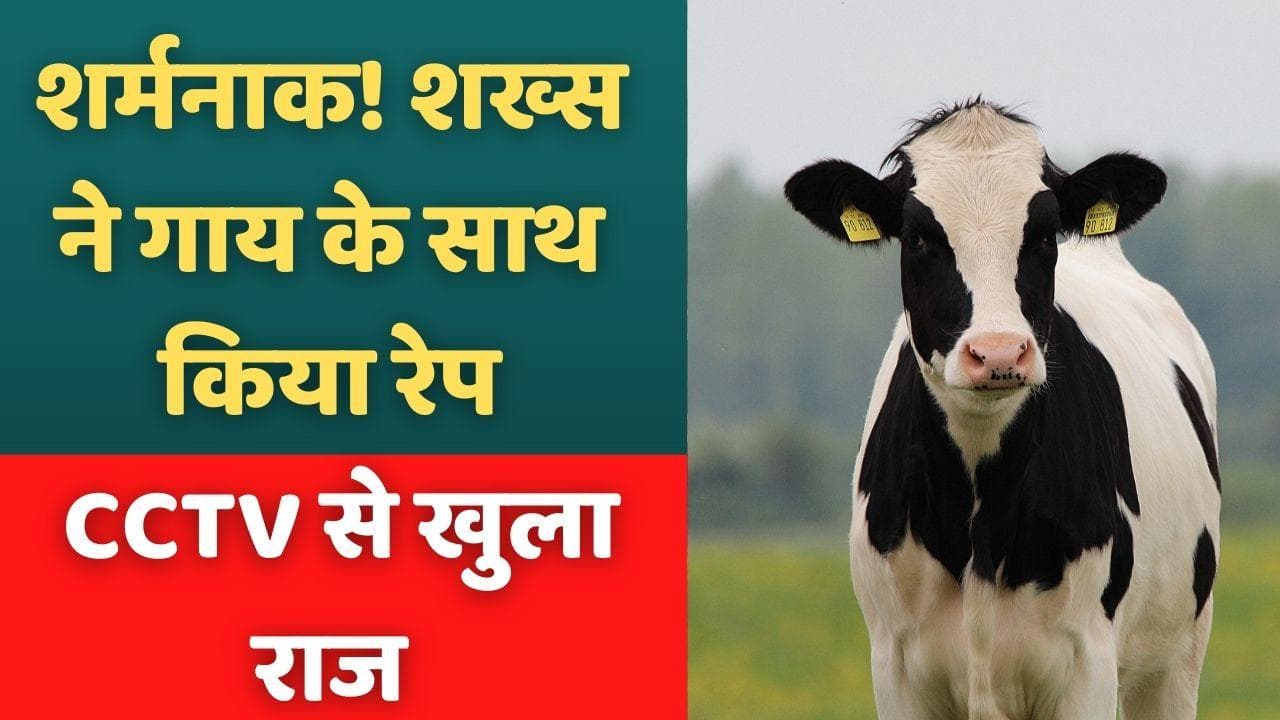 UP: गाय के साथ किया रेप, CCTV फुटेज से खुला राज, पुलिस ने किया गिरफ्तार