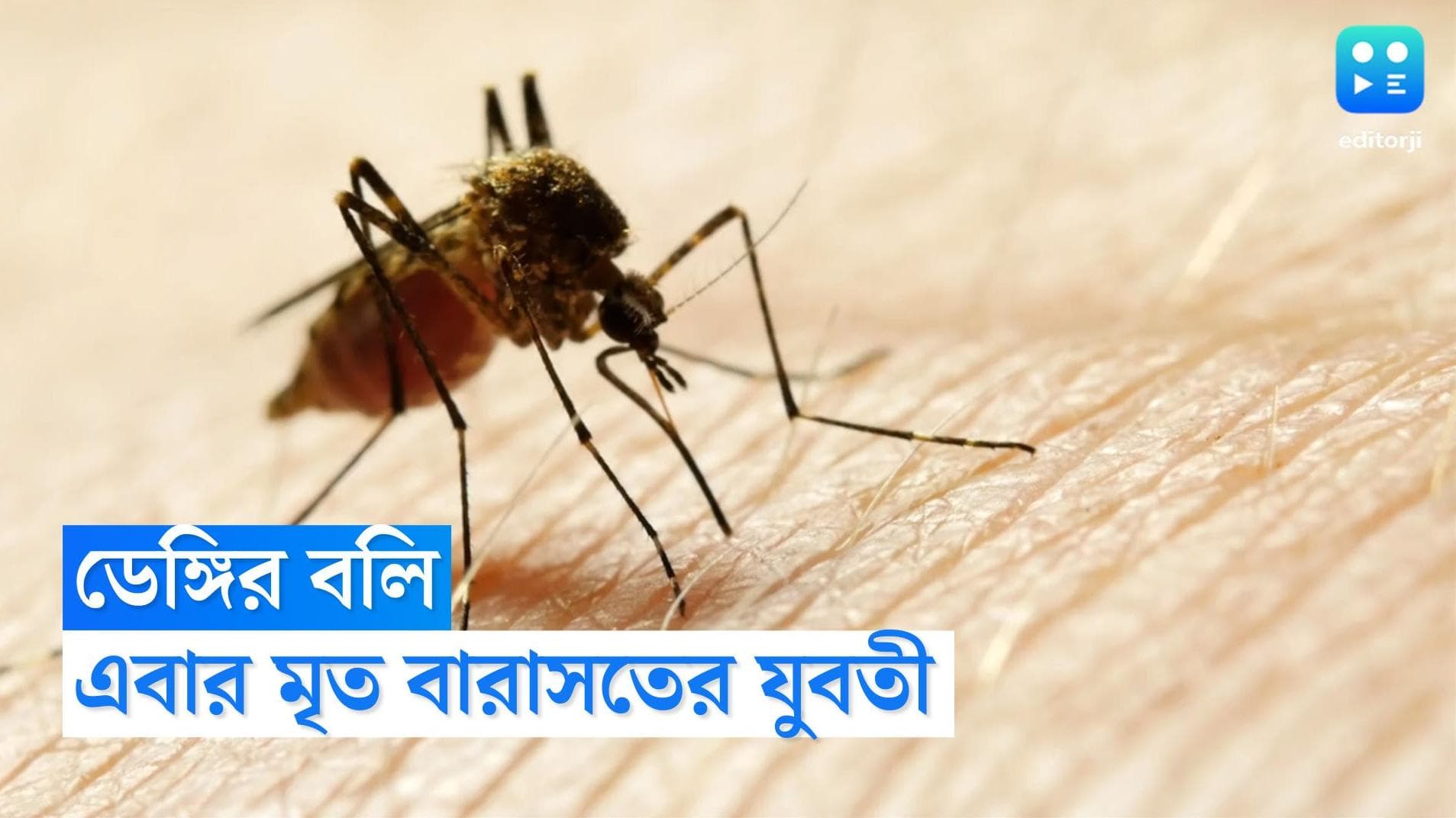 Dengue Death : কলকাতায় ফের ডেঙ্গিতে মৃত্য়ু, প্রাণ হারালেন বারাসতের এক যুবতী